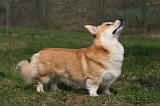 CORGI PEMBROKE 1167